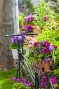 Azerbaijan, Baku, bicycle with flowers detail, small city park Azerbaijan, Baku, bicycle with flowers detail, small city park
